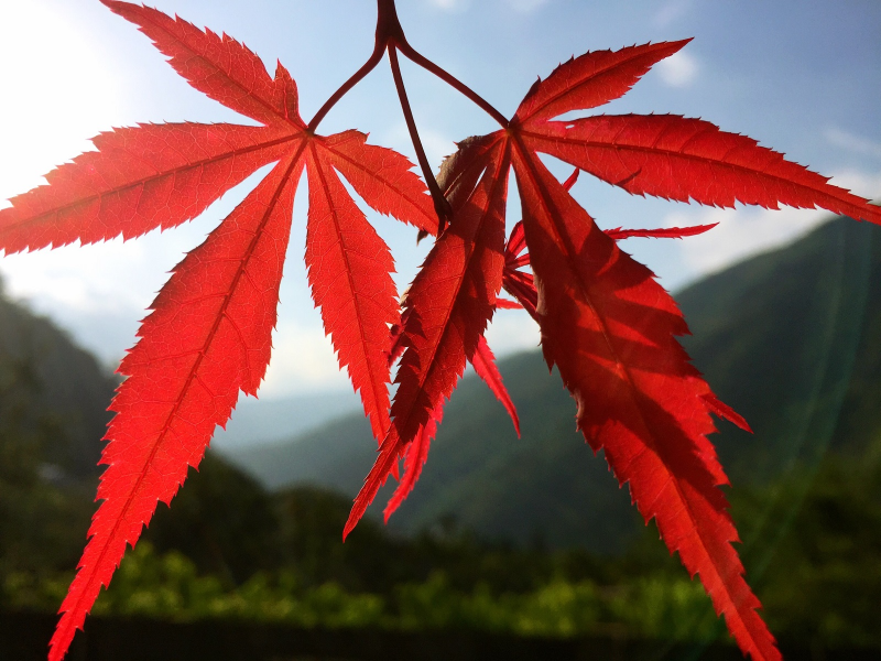 日本紅楓