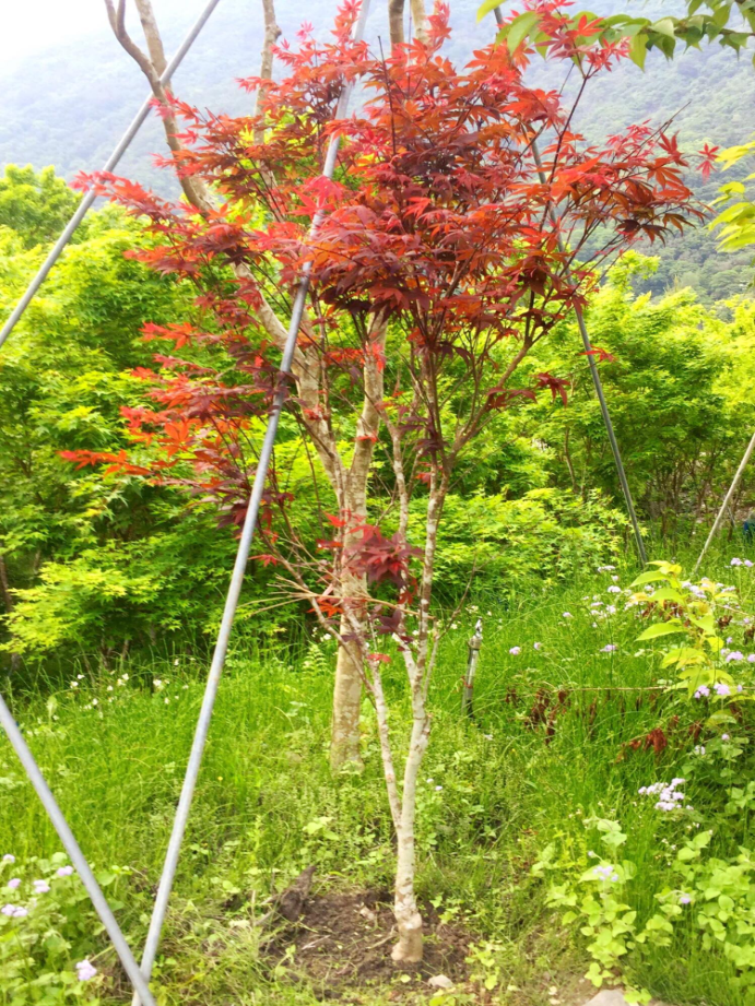 日本紅楓
