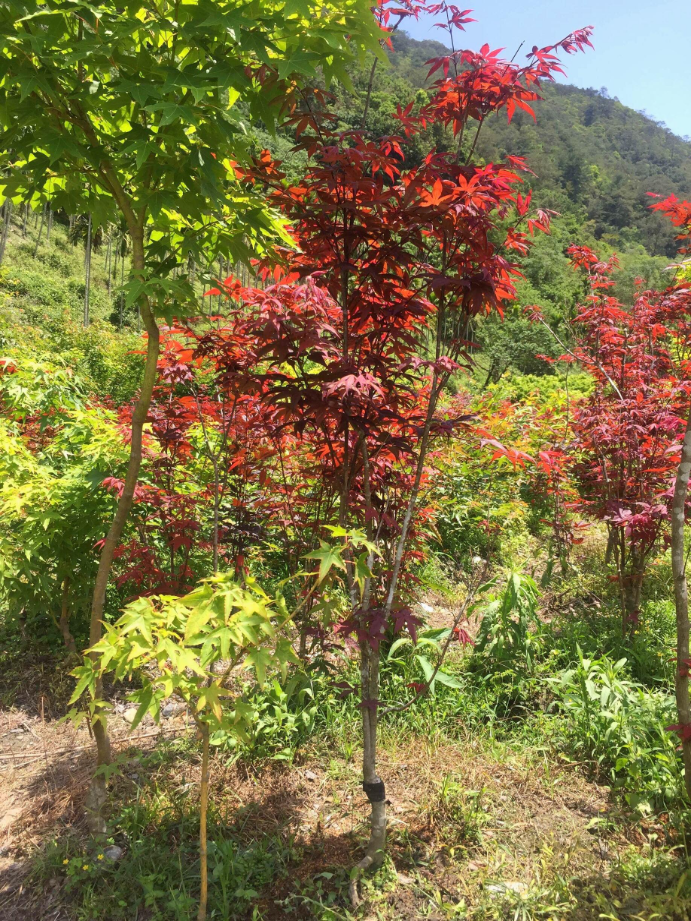 日本紅楓